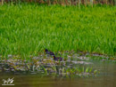Moorhen – Kokoszka